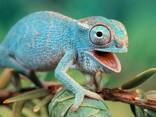 Пантеровый или пантерный хамелеон (Furcifer pardalis) - фото 2