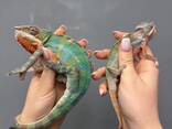 Пантеровий хамелеон, ручний хамелеон, хамелеони різних морф - фото 2