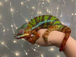 Пантеровий хамелеон яскрава ящірка ручна