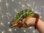 Пантеровий хамелеон яскрава ящірка ручна - фото 1
