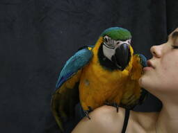 Папуга ара - ручні пташенята ар для розмови