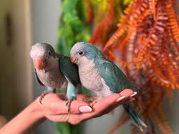 Папуга квакер — ручні пташенята-викормиші, монах синього забарвлення