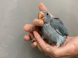 Папуга Намистовий синій - ручні на кашці