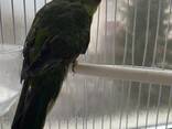 Папуга новозеландський - фото 1
