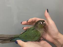 Папуга пірура, піррура синій окрас Turquoise, ручні пташенята