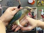 Папужка піррура - фото 2