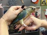 Папужка піррура - фото 3