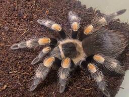 Паук птицеед Брахипельма Смитти - красный паук