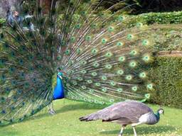 Павлін 4 роки та 5 років