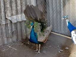 Павлин Индийский разного возраста и пола