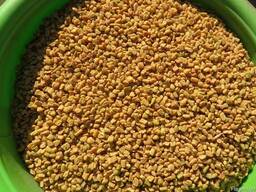 Пажитник (фенугрек) Индия