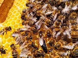 Пчелиные матки. Бджоломатки