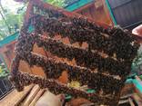 Пчелиные матки. Бджоломатки - фото 1