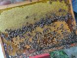 Пчеломатка Карника от Региональной ассоциация пчеловодства Каринтии