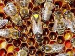 Бджоломатки Карніка, Карпатка 2022 Пчелиная Матка Пчеломатки Матки - фото 1