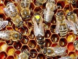 Бджоломатки Карніка, Карпатка 2023 Пчелиная Матка Пчеломатки Матки