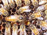 Пчеломатка, Продам пчеломаток, маток итальянской породы - фото 1