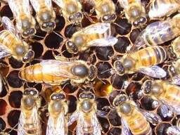 Пчеломатка, Продам пчеломаток, маток итальянской породы
