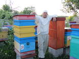 Пчеломатки Бакфаст - фото 2