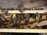 Пчеломатки Карпатка, Карника 2022 Плідні Бджолині Матки - фото 7