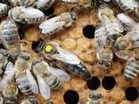 Пчеломатки Карпатка, Карника 2022 Плідні Бджолині Матки - фото 1