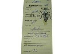 Пчеломатки, плодные матки Бакфаст