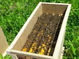 Пчелопакеты Бакфаст