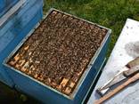 Пчелопакеты карпатской породы с доставкой - фото 1