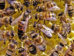 Пчелосемьи, пчелопакеты, пчелы (Дадан) 2023 Луганск, ЛНР