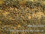 Пчёлы. Пчелопакеты и плодные матки карпатской пчелы. Вся Укр. - фото 1