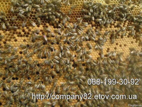 Пчёлы. Пчелопакеты и плодные матки карпатской пчелы. Вся Укр.
