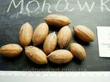 Пекан (10 штук) сорт "Mohawk"(ранний) семена орех кария. ..