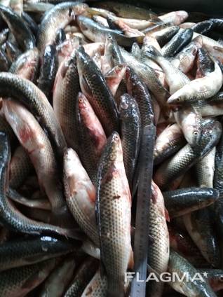 Интересные факты о рыбе пеленгас: фото и описание