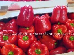 Перец оптом (Турция)