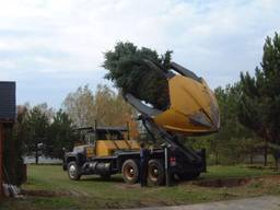 Пересадка та посадка великих дерев