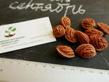 Персик поздний (сентябрь) семена (10 штук) насіння. ..
