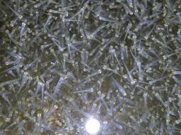 Пяти денна личинка