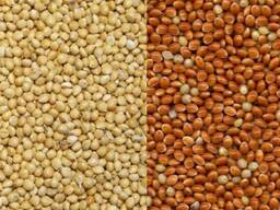 Підприємство на постійній основі закуповує просо жовте, червоне.