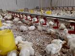 Підрощене курча, бройлер, росс-кобб. Калібровка, Бородянка - фото 2