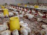 Підрощене курча, бройлер, росс-кобб. Калібровка, Бородянка - фото 3