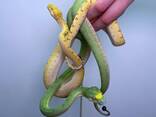 Зелений пітон, деревний пітончик, домашня рідкісна змія - фото 1