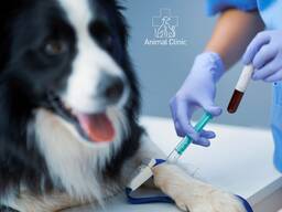 Плазмотерапія: дієве лікування домашніх тварин