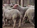Племінні барани Шароле - фото 2