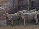 Племінні барани Шароле - фото 1