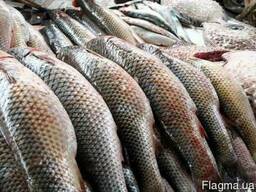 Продам рыбу азовского моря (Пиленгас, креветка, бычок)