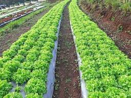 Пленка для мульчирования почвы 40 мкм вторичная без УФ полотно 1,2x500 м. ..