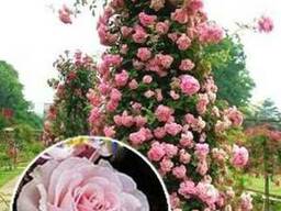 Плетистая роза Розовая жемчужина