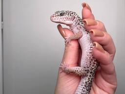 Плямистий гекон, еублефар ручна тераріумний гекон