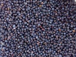 Плоди ялівцю можевельник