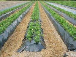 Агропленка для клубники 40 мкм вторичная без УФ полотно 1x500 м Черная. ..